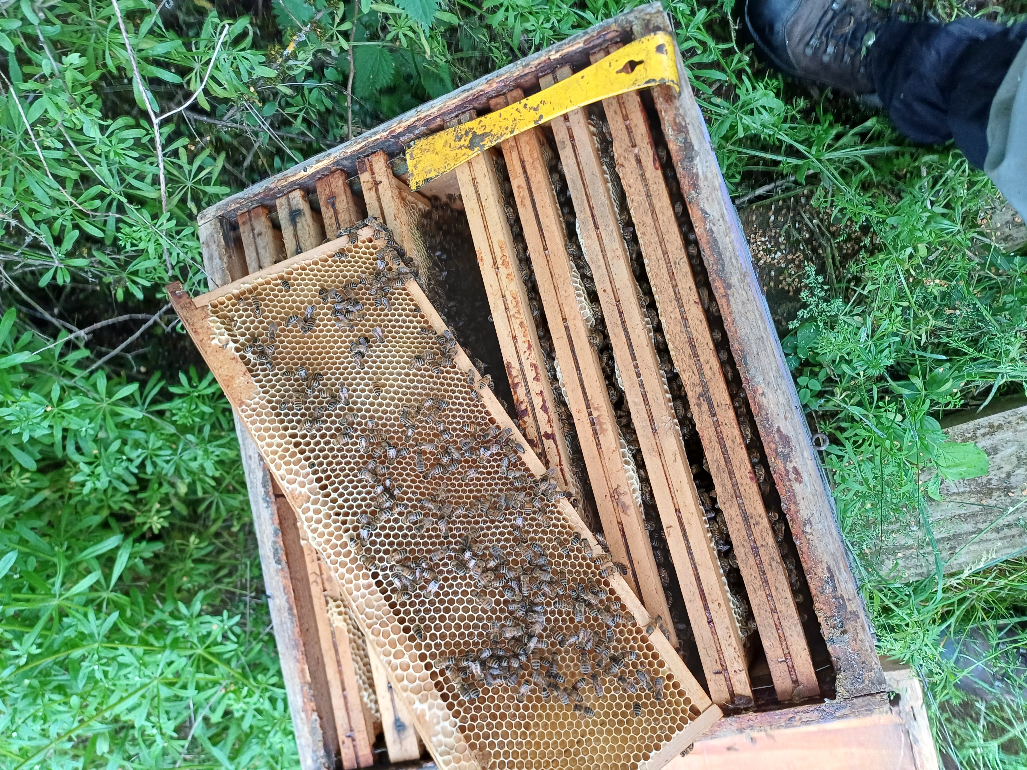 Cadre rempli de miel doré