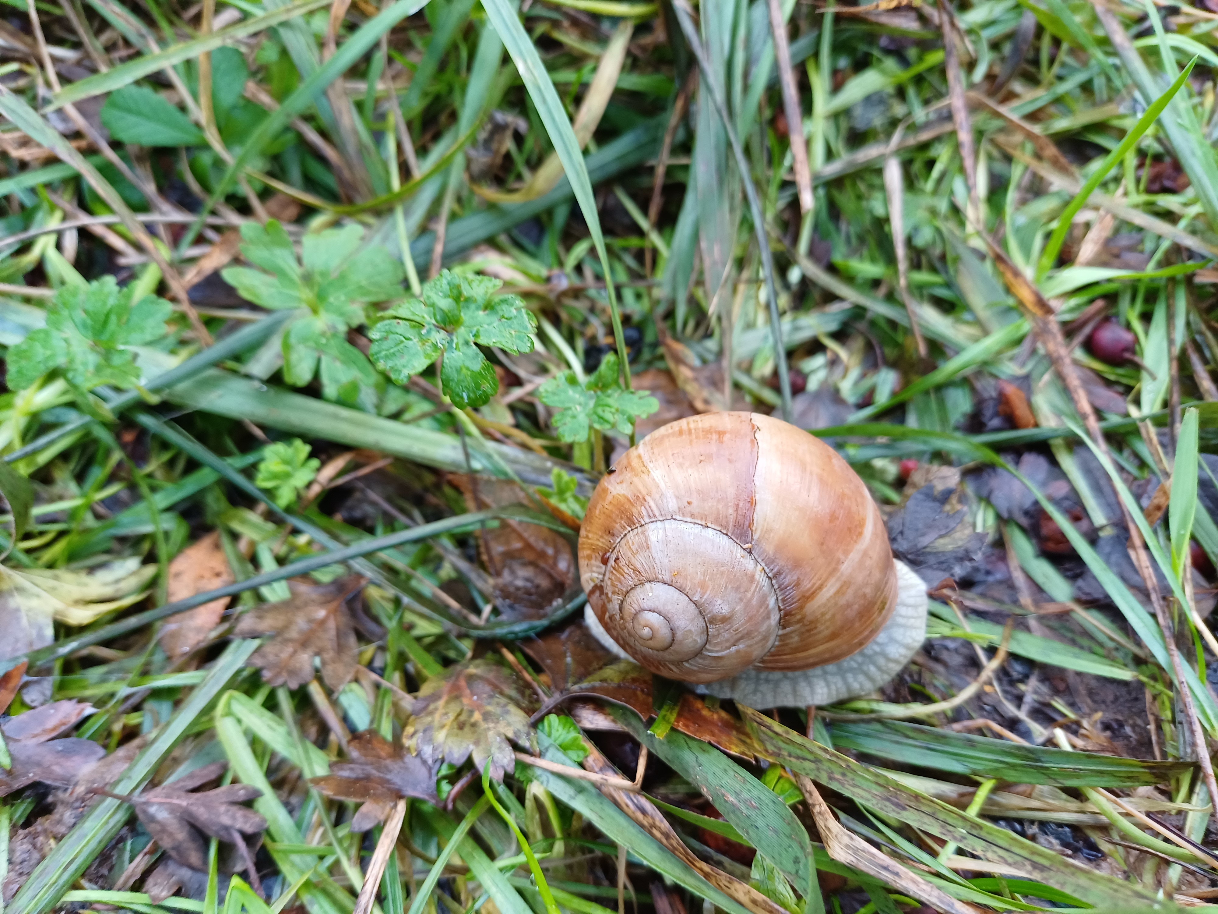 Escargot, témoin de la biodiversité autour des ruches