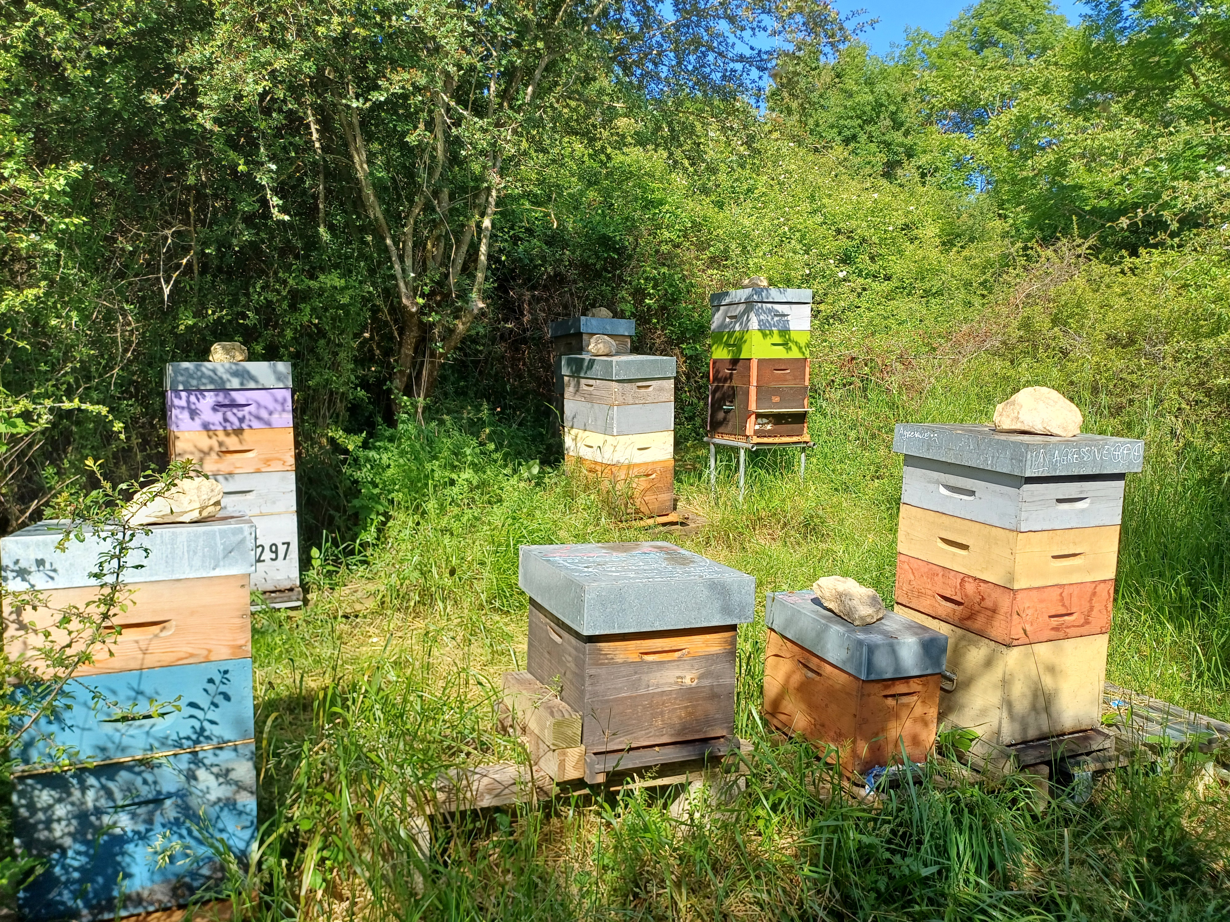 Rucher de La Ruche d'à Côté au milieu des prés