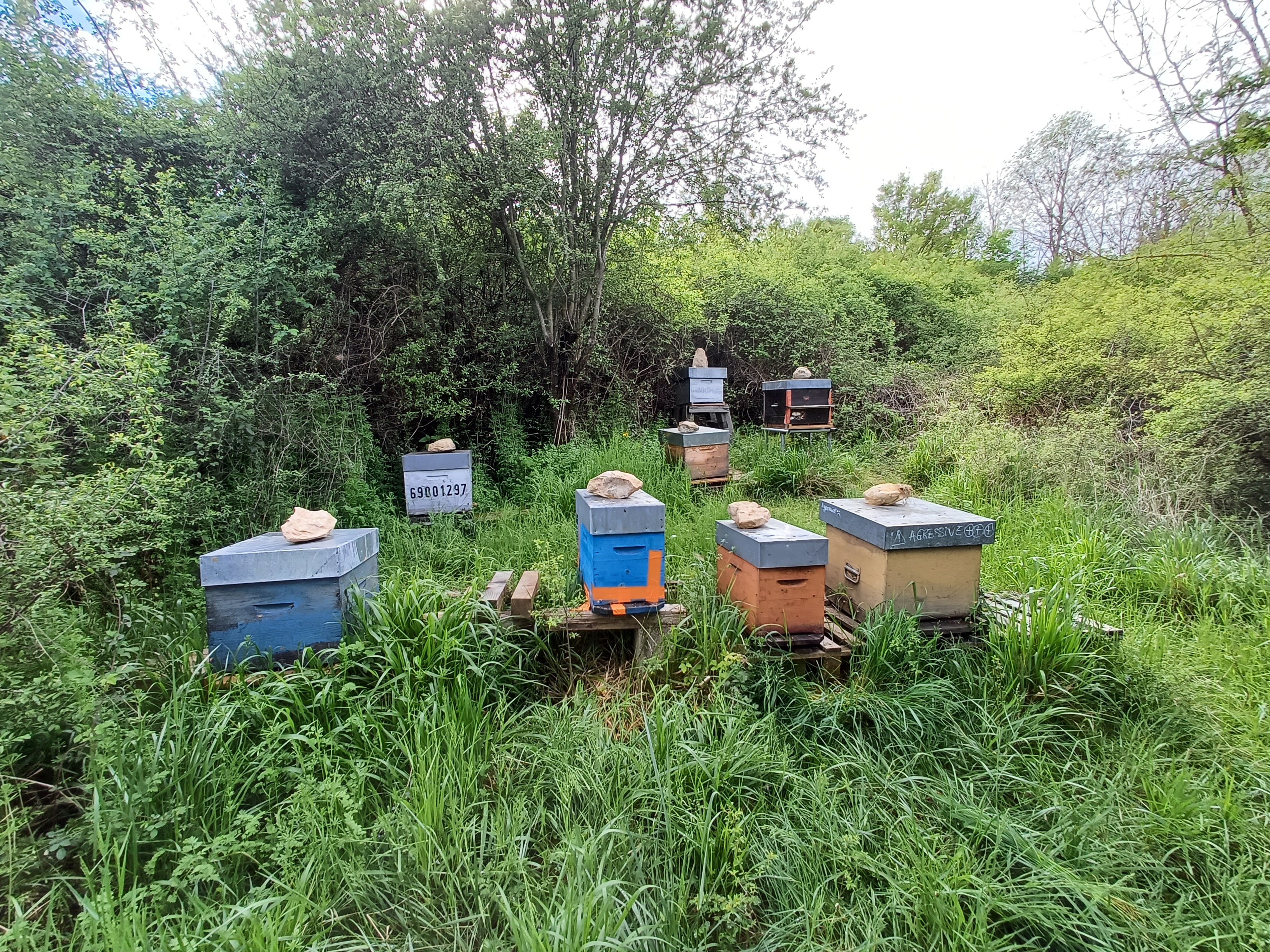 Ruches posées dans l'herbe haute