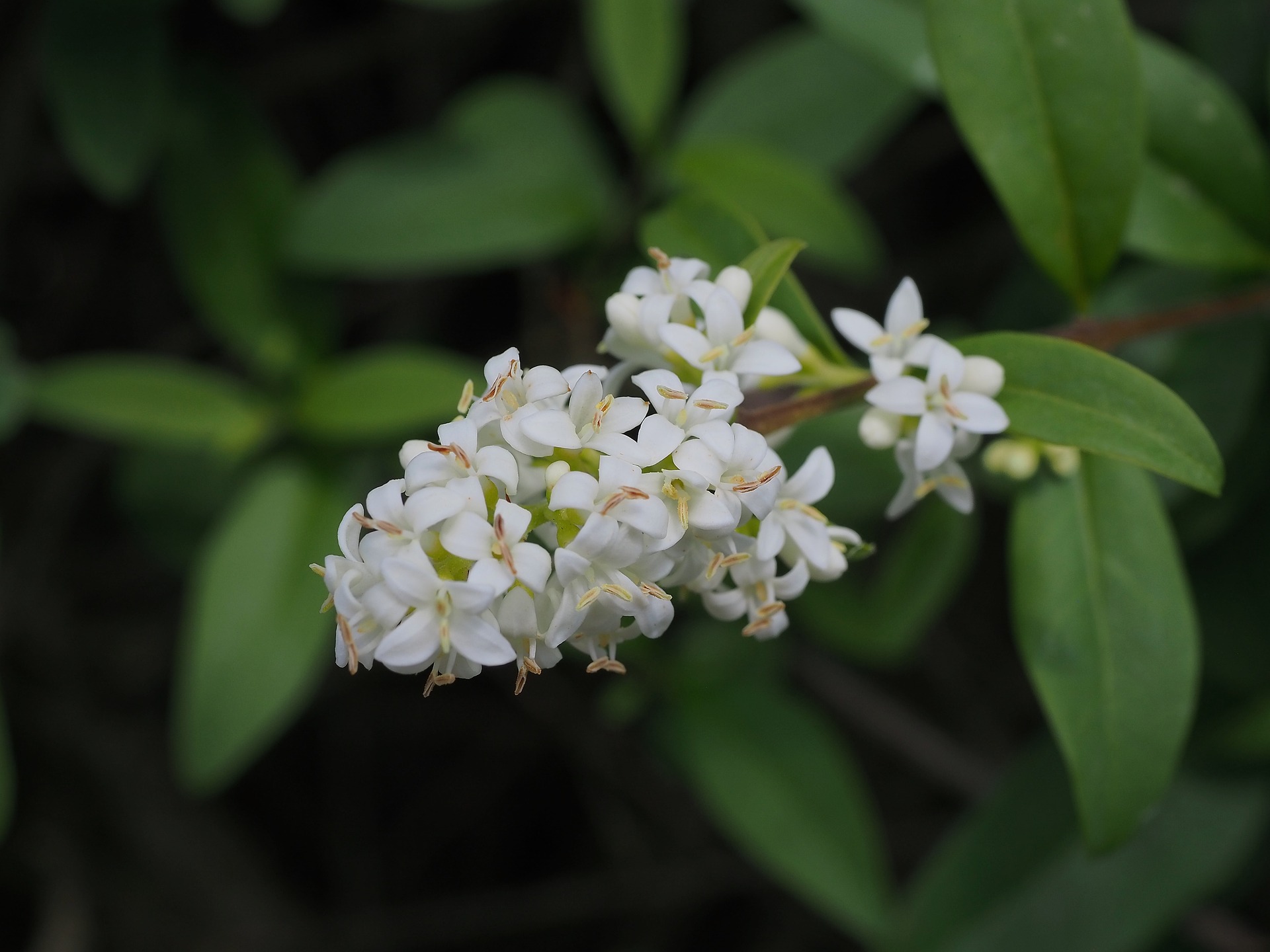 Grappes de fleurs blanches de troène en été